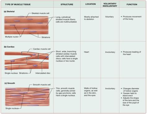 Lecture Muscle Tissue I Chapter Muscle Tissue Dsm Flashcards