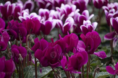 cyclamen beautiful color close up 17412787 Stock Photo at Vecteezy