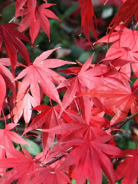 Acer 'Osakazuki' | Japanese Maple | Lucan Garden Centre