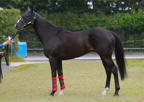 ＜日本ダービー馬体診断＞フリームファクシ ― スポニチ Sponichi Annex ギャンブル