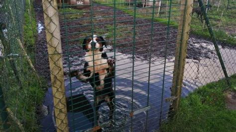 Dramatische Zust Nde Auf Tierschutzhof Im N Rdlichen Emsland Noz