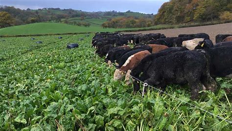 Fodder For Cattle