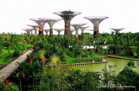 photos of Singapore Supertrees