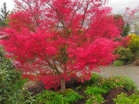 Astonishing Ly Pink Japanese Maple Japanese Maple Japanese Maple Tree Shade Plants