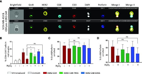 Trx1 Expressing Car T Cells Retain Their Capacity To Form Cytolytic