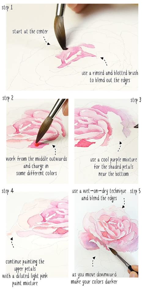 How To Paint Watercolor Roses From Sketch To Finished Painting