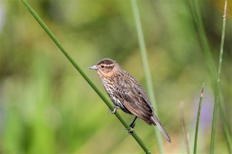 Premium Photo Brown Female Red Wing Blackbird Agelaius Phoeniceus