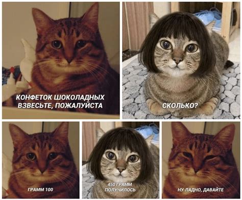 Мемы про котиков