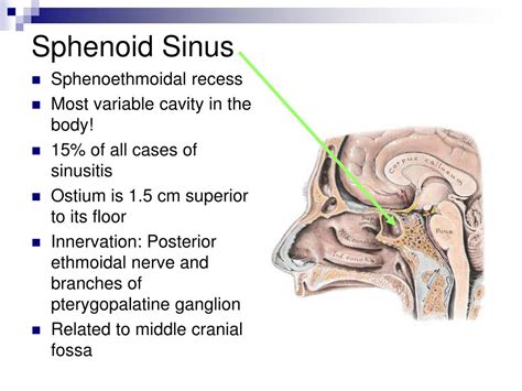 Ppt Nasal Cavity And Pterygopalatine Fossa Powerpoint Presentation