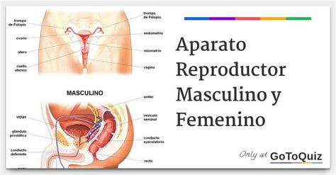 APARATO REPRODUCTOR rompecabezas en línea