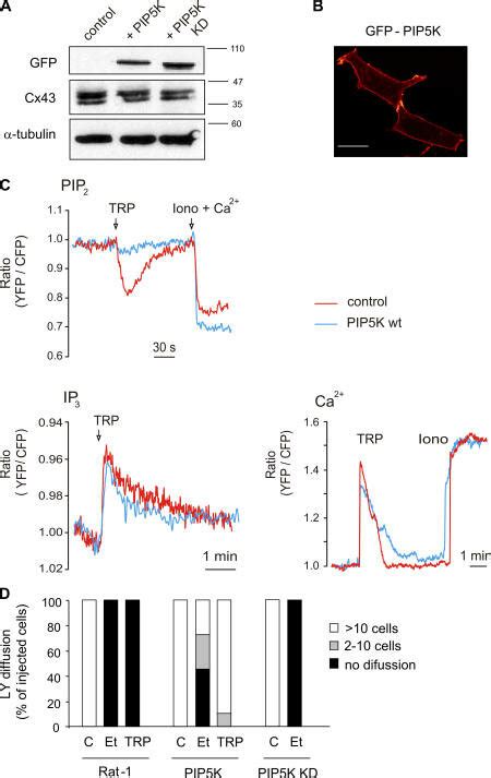 Overexpression Of Pip K Attenuates Agonist Induced Ptdins P