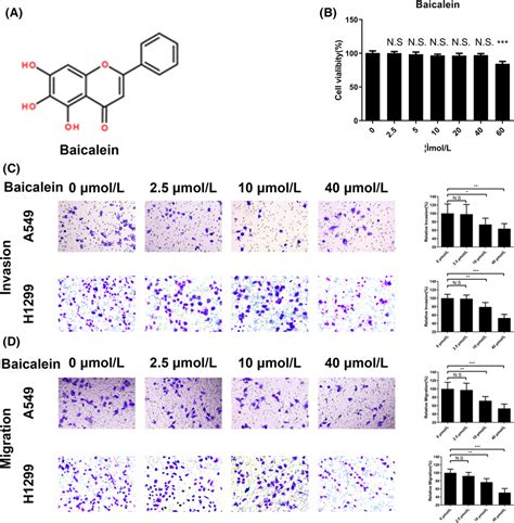 Baicalein Inhibits Nsclc Cell Invasion And Migration In Vitro A