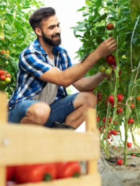 Como Cultivar Acerola Universo AgroGalaxy Universo AgroGalaxy