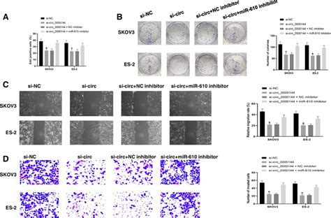 Mir Inhibition Reversed The Effects Of Circ Downregulation