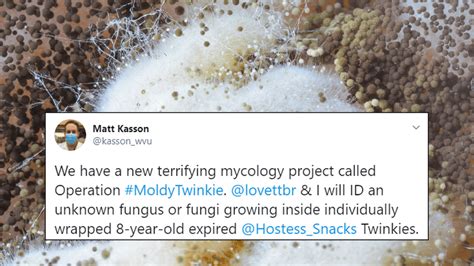 Scientists Study "Unknown Fungus" On Old Twinkies After Man Finds Them ...