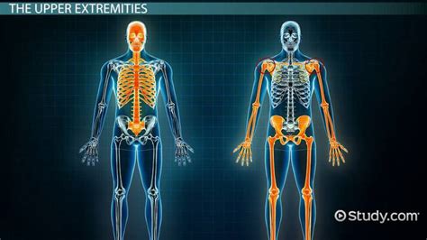 Principal Anatomical Regions Of The Human Body Lesson