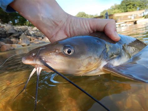 Channel Catfish Record