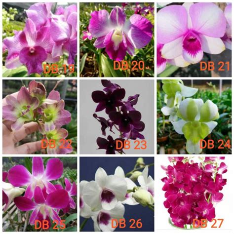 Jual Anggrek Paket Pot Pra Remaja Dendrobium Bulat Shopee Indonesia