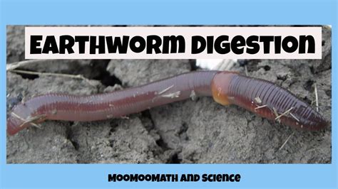 Anatomy Of Earthworm Digestive System - Human Anatomy