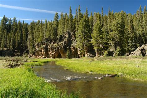 1680x1050 resolution | green pine tree forest, landscape, forest, river ...