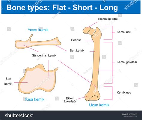 Bone Types Flat Short Long Biology Vector Có Sẵn Miễn Phí Bản Quyền