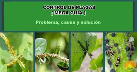 Plagas Que Afectan A Las Plantascausa Y Solucion