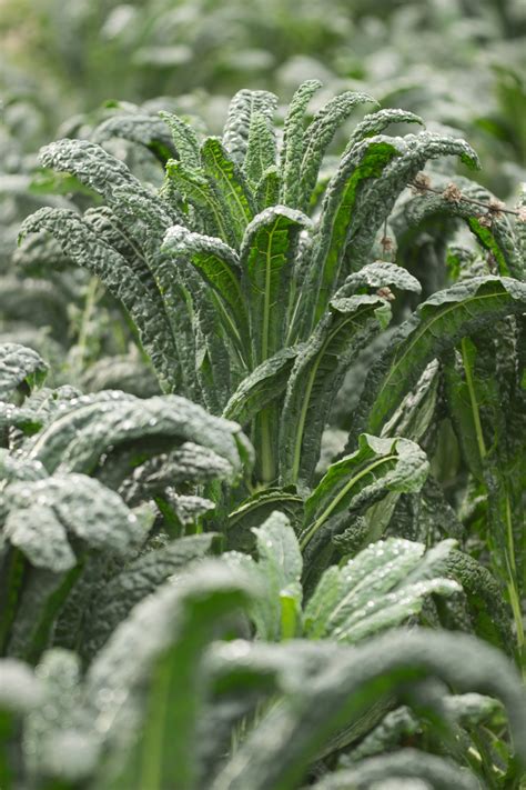 Garten Navi Gr Nkohl Brassica Oleracea Var Sabellica