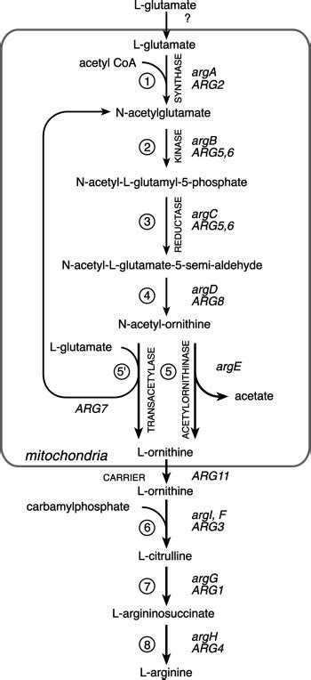 Arginine Biosynthetic Pathways In S Cerevisiae And E Coli The Yeast