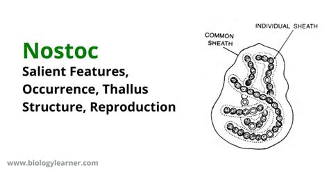 Nostoc: Features, Occurrence, Structure, Reproduction