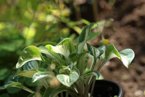 Hosta `Pandora `s Box´. Hosta – Sommerista