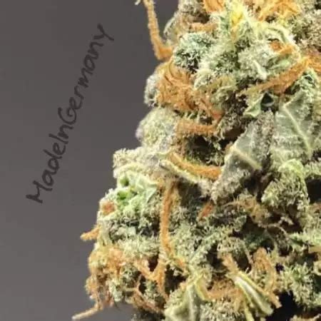 Super Silver Haze Strain Info Super Silver Haze Weed By Amsterdam