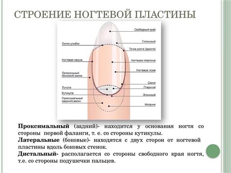 Комбинированный маникюр и покрытие гель-лаком - презентация онлайн