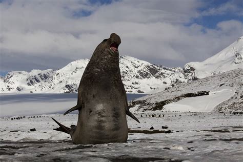 Antarctica Falklands South Georgia Tours Eclipse Travel