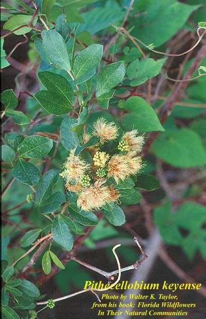 Pithecellobium Keyense Photos Isb Atlas Of Florida Plants Isb