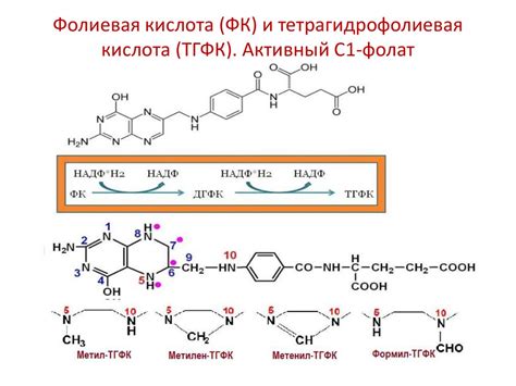 Фолиевая Кислота Схема – Telegraph