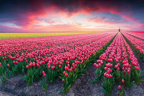 Blumenfelder Natur Motivwelten Infrarot Heizungen Mit Ihrem