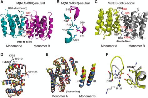 Monomer Structure Of Proteins