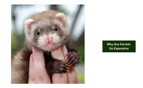 Why Are Ferrets So Expensive? Should You Get A Ferret? | Ferret Adviser