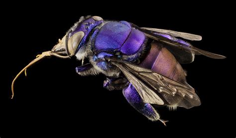 A Male Purple Orchid Bee From Guyana By Sam Droege 5488 X 3230 X Post