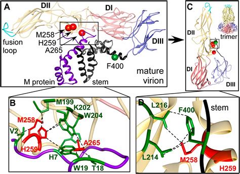 Atomic Level Functional Model Of Dengue Virus Envelope Protein