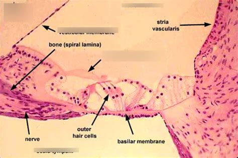 Ear Histology Pt Diagram Quizlet