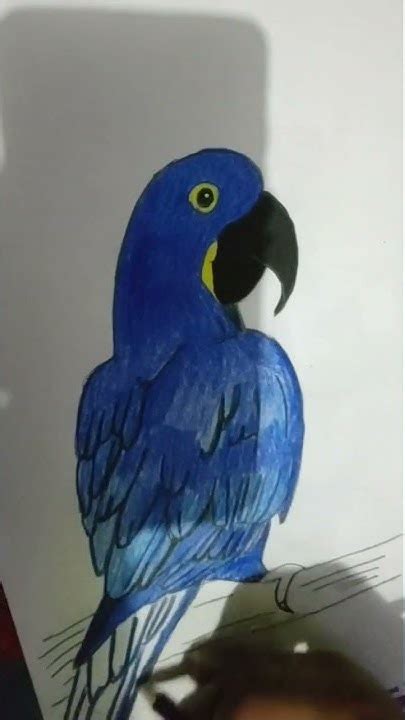 COMO DESENHAR UMA ARARÁ AZUL REALIZTA PASSO A PASSO - YouTube