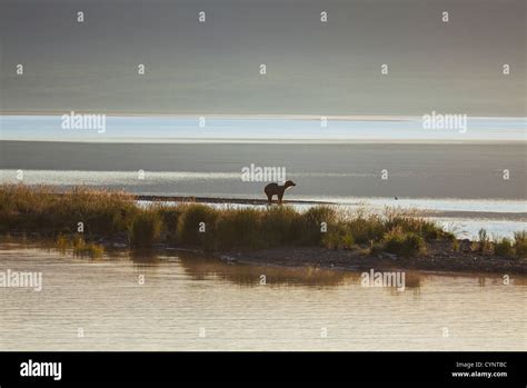 Grizzly bear on Alaska Stock Photo - Alamy