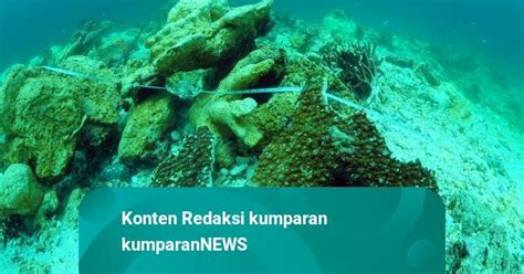 Luas Terumbu Karang Raja Ampat Yang Rusak Meter Persegi