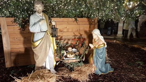 Acceso L Albero Di Natale In Piazza San Francesco Ad Assisi