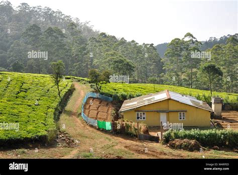 Sri Lanka, Nuwara Eliya, tea plantations Stock Photo - Alamy