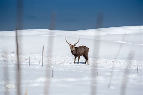 Winter Wonderland of Shiretoko National Park | Circumbendibus