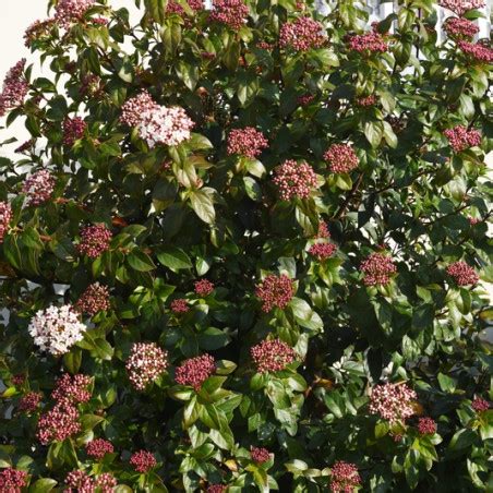 Viorne Laurier Tin Viburnum Tinus Gwenlian