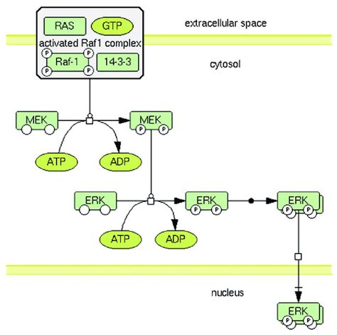 The Humancyc Map Kinase Cascade A Signaling Pathway Diagram Download Scientific Diagram