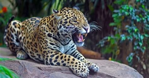 What Do Jaguars Eat? Their Diverse Diet, Explained - A-Z Animals